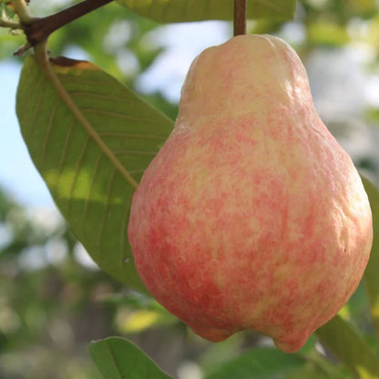 Guava Seeds--The Beauty Of Winter❄️ | 🔥Buy 1 Get 1 Free🔥