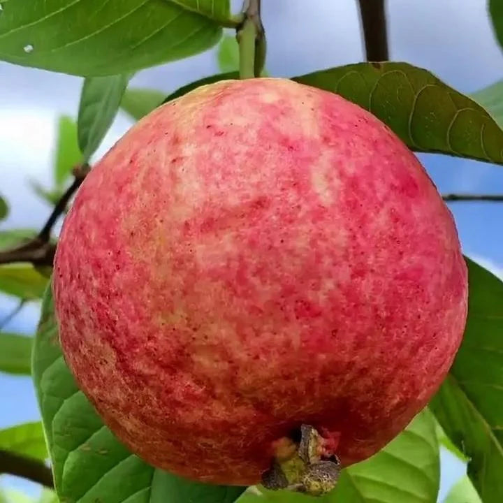 Guava Seeds--The Beauty Of Winter❄️ | 🔥Buy 1 Get 1 Free🔥