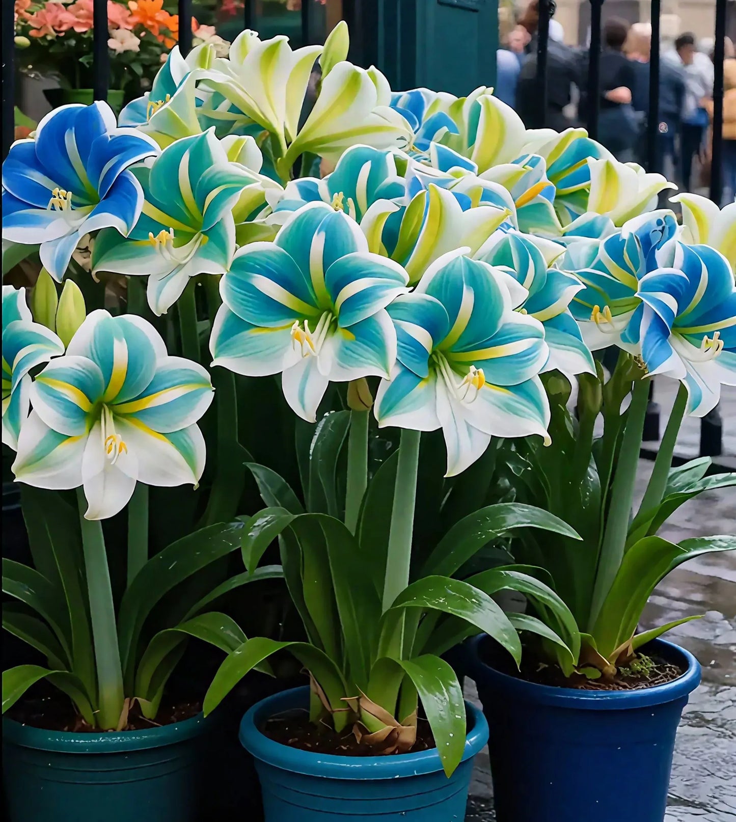 🌺Double-Petaled Perfume Amaryllis Bulbs | 🔥Buy 1 Get 1 Free🔥