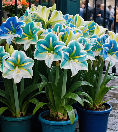 🌺Double-Petaled Perfume Amaryllis Bulbs | 🔥Buy 1 Get 1 Free🔥