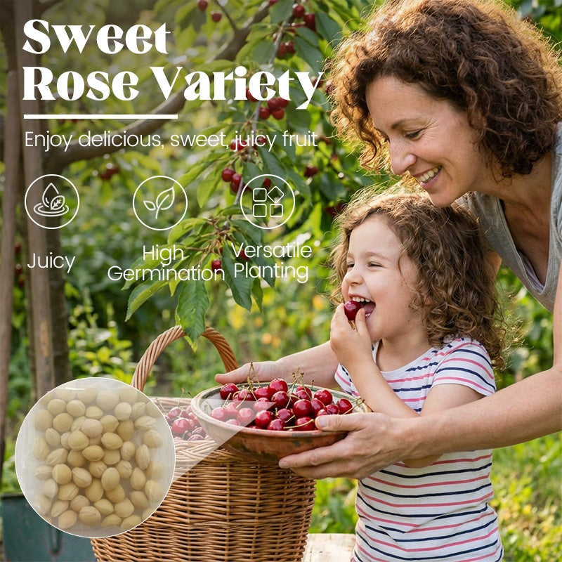 🍒Sweet cherry tree seeds🍒 | 🔥Buy 1 Get 1 Free🔥