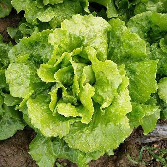 200 Lettuce seeds | 🔥Buy 1 Get 1 Free🔥