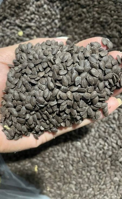 Sugarcane Seeds (High Yield) | 🔥Buy 1 Get 1 Free🔥