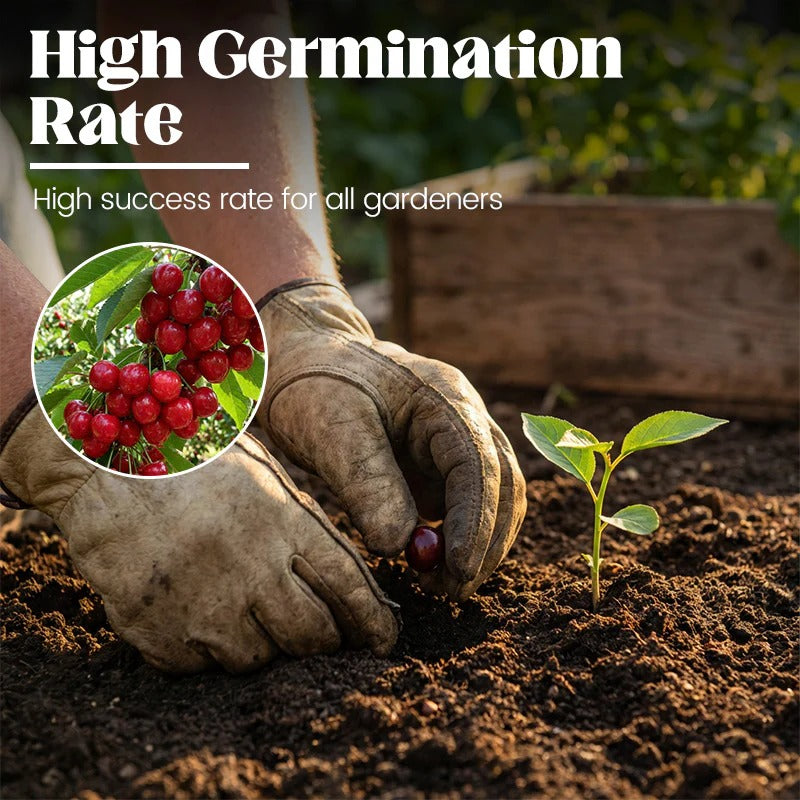 🍒Sweet cherry tree seeds🍒 | 🔥Buy 1 Get 1 Free🔥