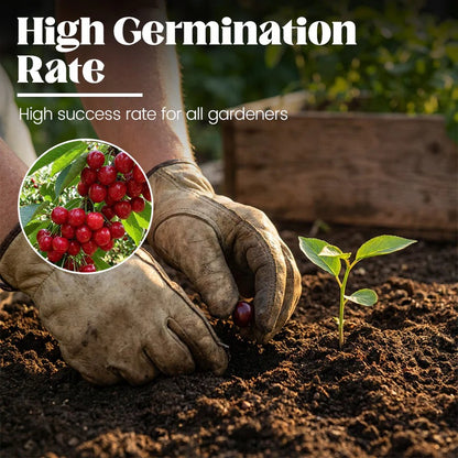 🍒Sweet cherry tree seeds🍒 | 🔥Buy 1 Get 1 Free🔥