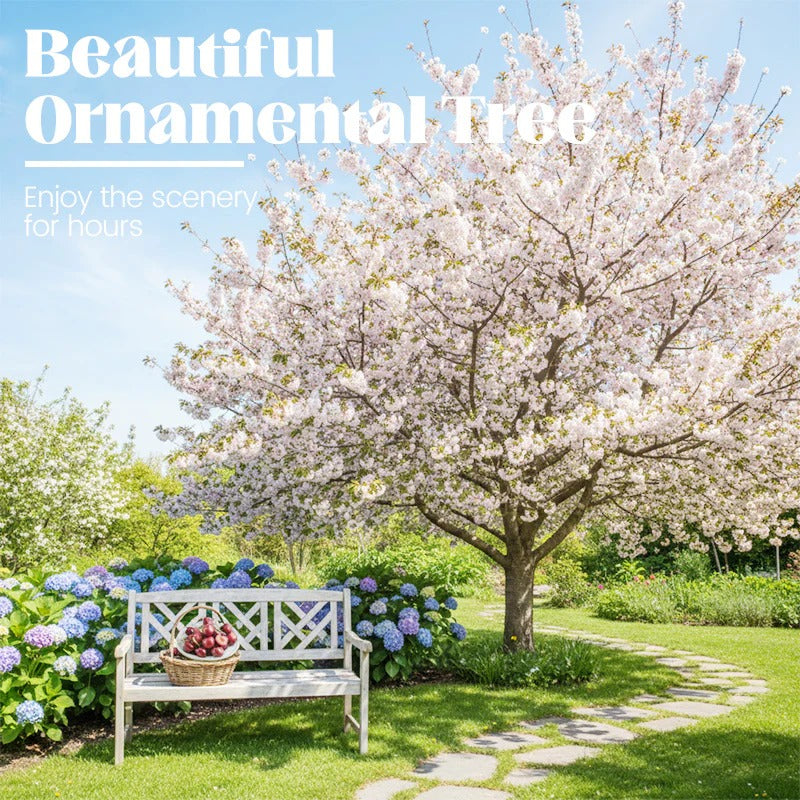 🍒Sweet cherry tree seeds🍒 | 🔥Buy 1 Get 1 Free🔥