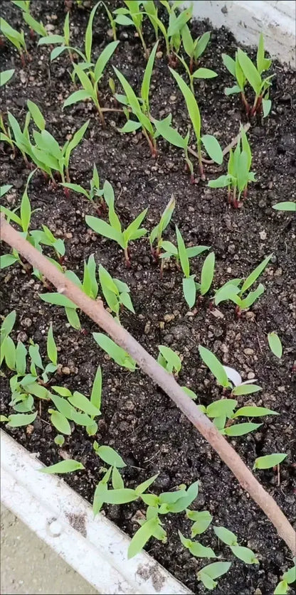 Sugarcane Seeds (High Yield) | 🔥Buy 1 Get 1 Free🔥