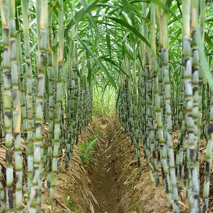 Sugarcane Seeds (High Yield) | 🔥Buy 1 Get 1 Free🔥
