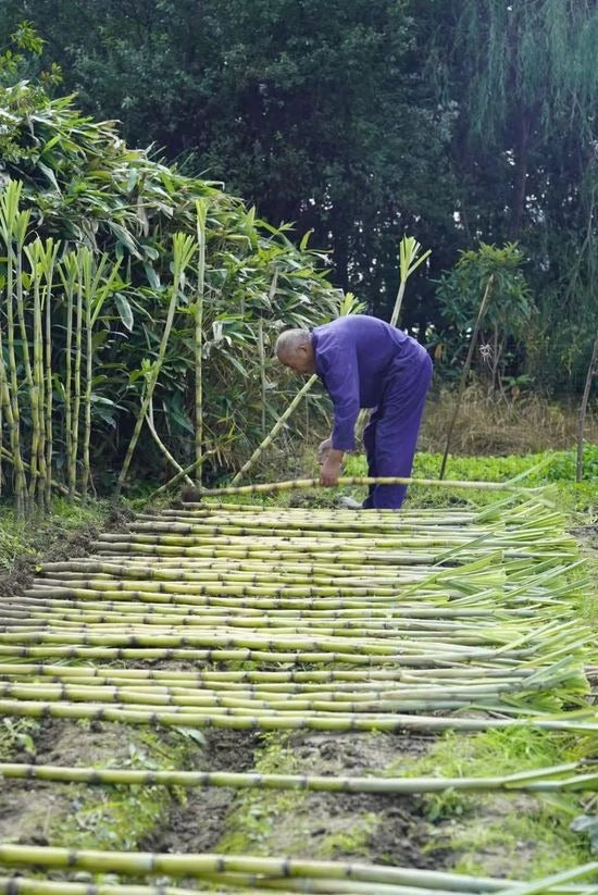 Sugarcane Seeds (High Yield) | 🔥Buy 1 Get 1 Free🔥