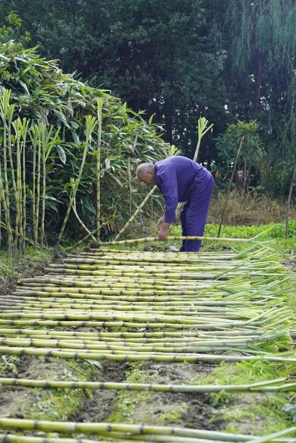 Sugarcane Seeds (High Yield) | 🔥Buy 1 Get 1 Free🔥