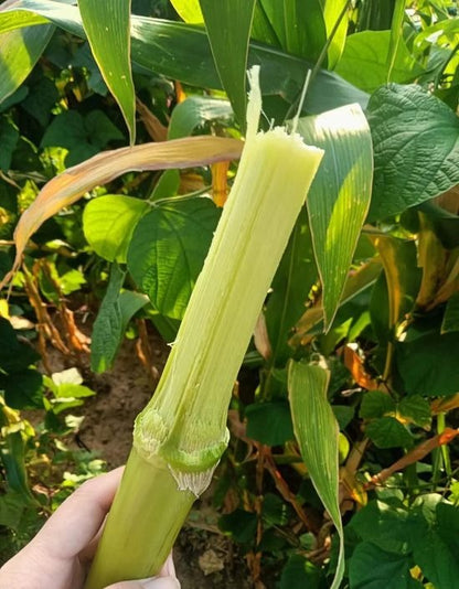 Sugarcane Seeds (High Yield) | 🔥Buy 1 Get 1 Free🔥